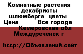 Комнатные растения, декабристы (шлюмберга) цветы › Цена ­ 300 - Все города  »    . Кемеровская обл.,Междуреченск г.